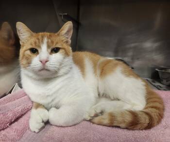 Creamsicle -  Domestic Short Hair Cat for Adoption in Clayton, New Jersey - Creamsicle | PetCurious