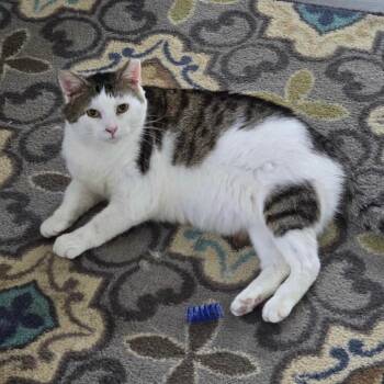 Mr. Paws -  Domestic Short Hair Cat for Adoption in Goshen, Indiana - Mr. Paws | PetCurious