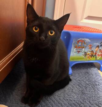 Sierra Mist -  Domestic Short Hair Cat for Adoption in Columbia, South Carolina - Sierra Mist | PetCurious