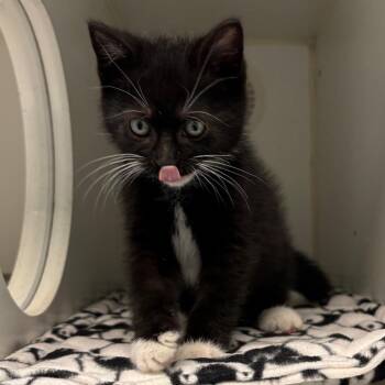 Fluff -  Domestic Short Hair Cat for Adoption in Naperville, Illinois - Fluff | PetCurious