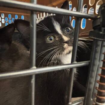Pinto -  Domestic Short Hair Cat for Adoption in Montgomery, Alabama - Pinto | PetCurious