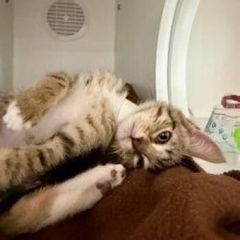 Domestic Short Hair Cats Available for Adoption in Phoenix, Arizona - Barbara | PetCurious