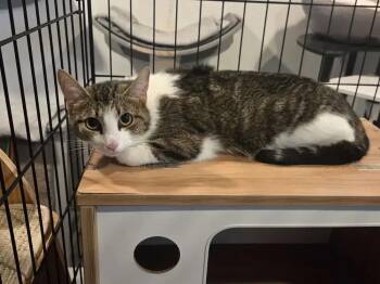 Barbie -  Domestic Short Hair Cat for Adoption in Wyoming, Michigan - Barbie | PetCurious