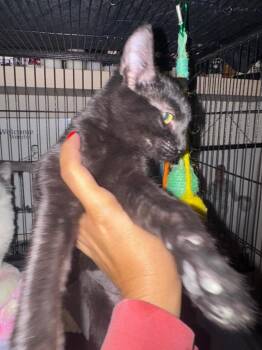 Cashew -  Tabby Cat for Adoption in San Antonio, Texas - Cashew | PetCurious