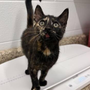 Truffle -  Domestic Short Hair Cat for Adoption in Marshall, Virginia - Truffle | PetCurious