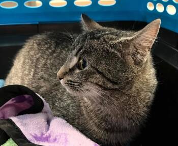 Domestic Short Hair Cats Available for Adoption in Burnsville, North Carolina - Fendi | PetCurious