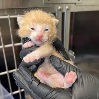 AJ -  Domestic Short Hair Cat for Adoption in Morgan Hill, California - AJ | PetCurious