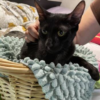 Rescue Domestic Short Hair Cats for Adoption in Parkland, Florida - Coco | PetCurious