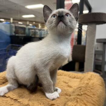Kiko -  Siamese Cat for Adoption in Palmetto, Florida - Kiko | PetCurious