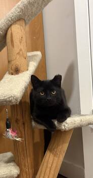 Domestic Short Hair Cats Available for Adoption in Calgary, Alberta - Wanda | PetCurious