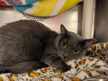 Fiji -  Domestic Short Hair Cat for Adoption in Eugene, Oregon - Fiji | PetCurious
