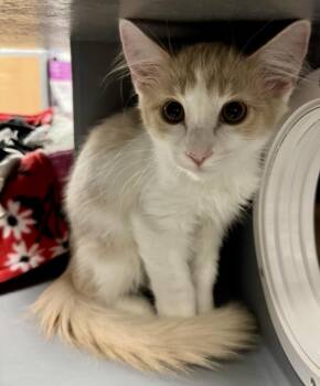 Chance Meower -  Domestic Medium Hair and Tabby Cat for Adoption in Chandler, Arizona - Chance Meower | PetCurious