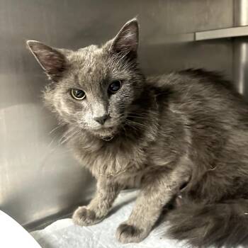 Magnet -  Domestic Medium Hair Cat Available for Adoption in Midland, Texas - Magnet | PetCurious