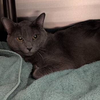 Smokey -  Domestic Short Hair and Russian Blue Cat for Adoption in Las Vegas, Nevada - Smokey | PetCurious