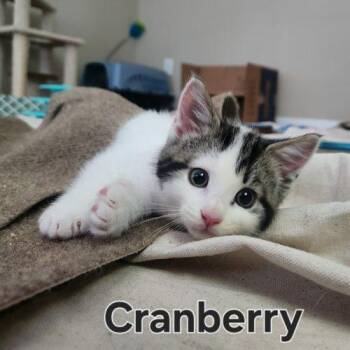 Cranberry -  Domestic Medium Hair Cat for Adoption in Seven Valleys, Pennsylvania - Cranberry | PetCurious