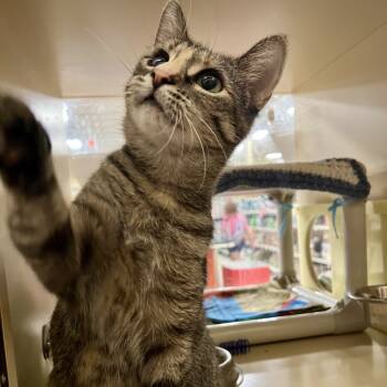 Rescue Domestic Short Hair Cats for Adoption in Mount Laurel Township, New Jersey - Whiskers | PetCurious