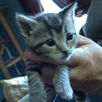 Duckie -  Domestic Short Hair Cat for Adoption in Portage, Michigan - Duckie | PetCurious