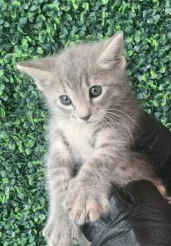Chloe Carmichael -  Domestic Short Hair Cat for Adoption in El Paso, Texas - Chloe Carmichael | PetCurious