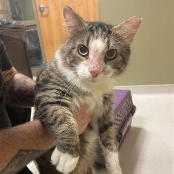 Tyson -  Domestic Medium Hair Cat for Adoption in Baltimore, Maryland - Tyson | PetCurious
