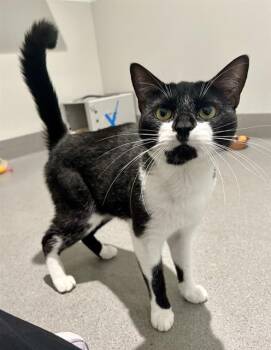 COOKIE -  Domestic Short Hair Cat for Adoption in San Francisco, California - COOKIE | PetCurious