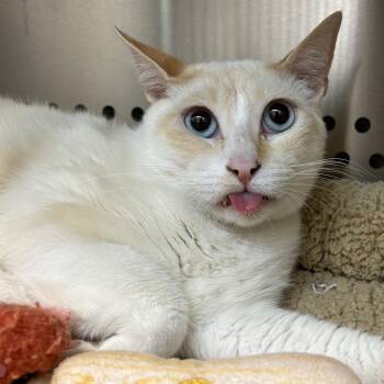 Siamese Cats Available for Adoption in Denver, Colorado - Rowan Santi Meowgo | PetCurious