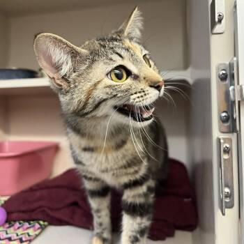 Fay -  Domestic Short Hair Cat for Adoption in Durango, Colorado - Fay | PetCurious