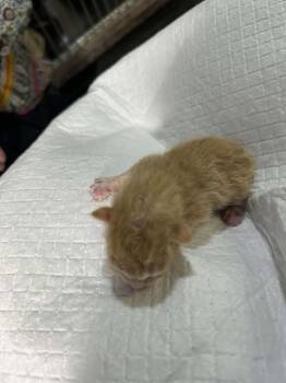 Rescue Domestic Short Hair Cats for Adoption in Pahrump, Nevada - Aster | PetCurious