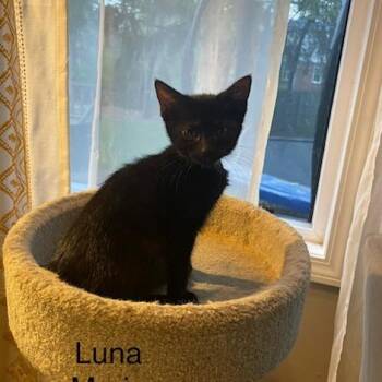 Domestic Short Hair Cats Available for Adoption in Carmel, Indiana - Luna Marie | PetCurious