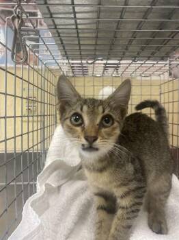 DELIA -  Domestic Short Hair Cat for Adoption in Fort Myers, Florida - DELIA | PetCurious