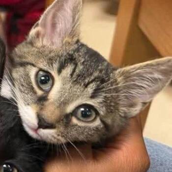Tigger -  Domestic Short Hair Cat for Adoption in Carmel, Indiana - Tigger | PetCurious