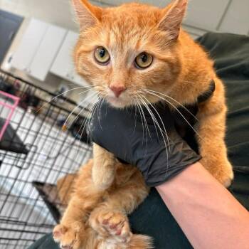 Domestic Short Hair Cats Available for Adoption - Nancy | PetCurious