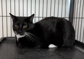 Rescue Domestic Short Hair Cats for Adoption in Magnolia, Texas - Diamond | PetCurious