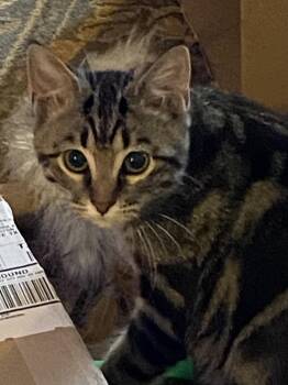 Domestic Short Hair Cats Available for Adoption - Micah Pawsons 1989 | PetCurious