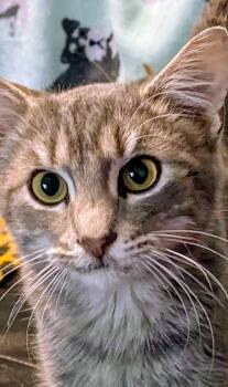 Rescue Domestic Short Hair Cats for Adoption in Shelbyville, Kentucky - Rebel | PetCurious