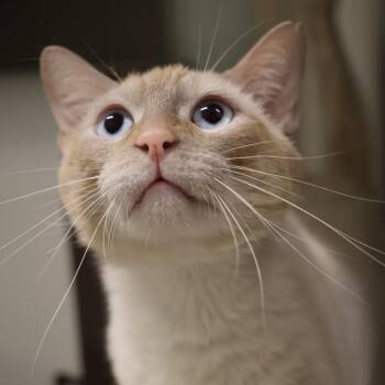 Bansky -  Domestic Short Hair Cat for Adoption in Briarcliff Manor, New York - Bansky | PetCurious