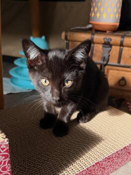 Domestic Short Hair Cats Available for Adoption in Treasure Island, Florida - Phoebe | PetCurious
