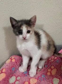 Chick Pea -  Domestic Short Hair Cat for Adoption in Fort Collins, Colorado - Chick Pea | PetCurious