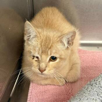 DJ -  American Shorthair Cat for Adoption in Salt Lake City, Utah - DJ | PetCurious