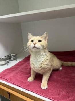 Domestic Short Hair Cats Available for Adoption in Fairfax, Virginia - Monty | PetCurious
