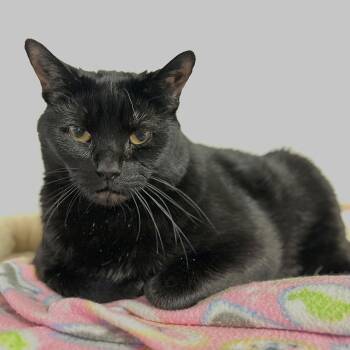 Khaleesi -  Domestic Short Hair Cat Available for Adoption in Port Washington, New York - Khaleesi | PetCurious