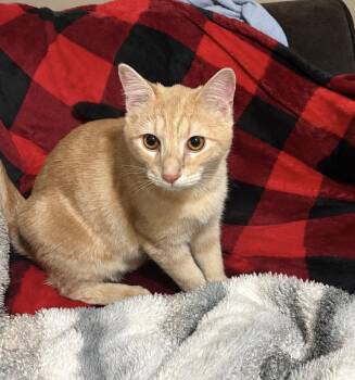 Tommy -  Domestic Short Hair Cat for Adoption in Choctaw, Oklahoma - Tommy | PetCurious