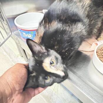 Paloma Island -  Domestic Short Hair Cat for Adoption in Baltimore, Maryland - Paloma Island | PetCurious