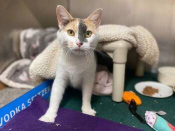 SIDNEY LOU -  Domestic Short Hair Cat for Adoption in Fort Wayne, Indiana - SIDNEY LOU | PetCurious