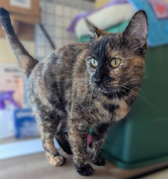 WHISKEY -  Domestic Medium Hair Cat for Adoption in Prescott, Arizona - WHISKEY | PetCurious