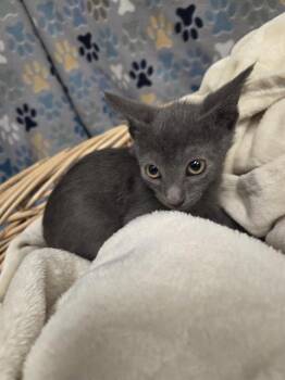 HUDSON -  Domestic Short Hair Cat for Adoption in Rosenberg, Texas - HUDSON | PetCurious