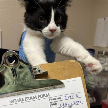 Clarinet -  Domestic Medium Hair Cat for Adoption in Tempe, Arizona - Clarinet | PetCurious