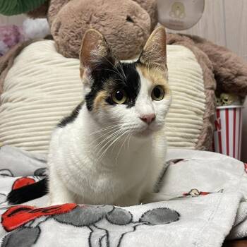 Rescue Calico Cats for Adoption in Graham, Washington - MOTHER NATURE | PetCurious