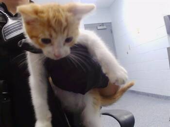 A1265801 -  Domestic Short Hair Cat for Adoption in Charlotte, North Carolina - A1265801 | PetCurious