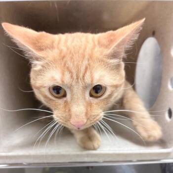 Timmy -  Domestic Short Hair Cat for Adoption in Reno, Nevada - Timmy | PetCurious