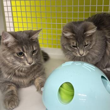 Domestic Medium Hair and Tabby Cats Available for Adoption in Brentwood, California - Misty & Drizzle (Bonded Pair) | PetCurious